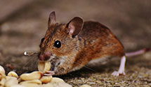 24 Hour & Emergency Exterminators in Cook, MN